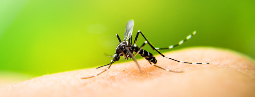cómo prevenir el dengue